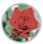 2010-08-10 09;08;21.jpg