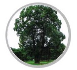 2010-08-10 09;08;39.jpg